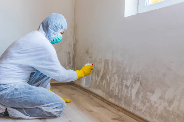Licensed Mold Inspection service in Newport, PA - WQB Mold Removal